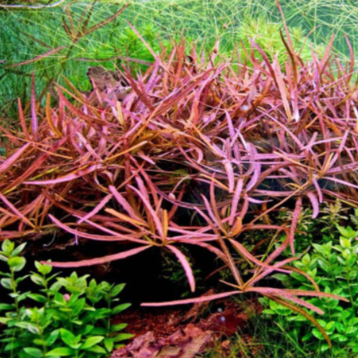 Hygrophila  'sp. Tiger' (Bunch)