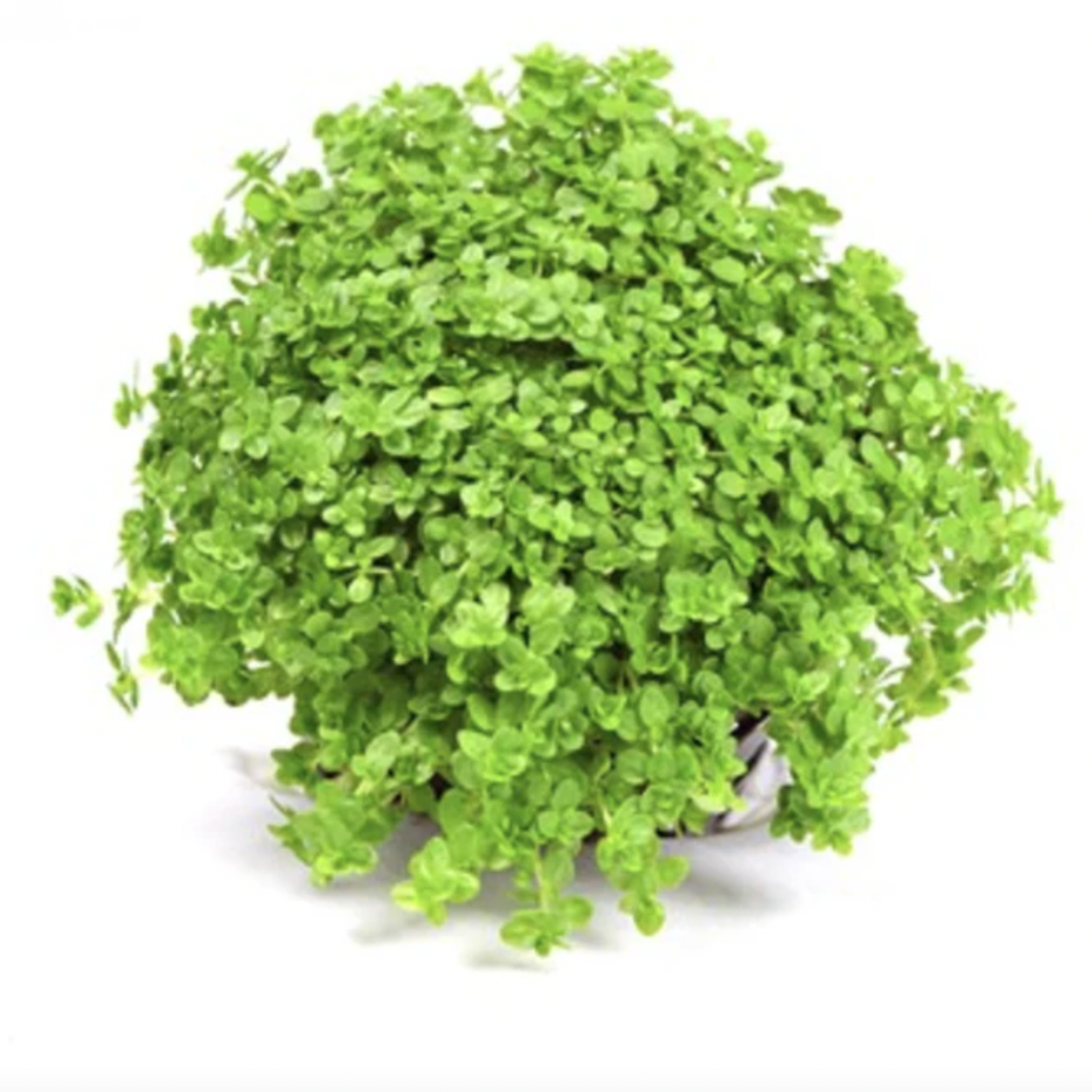 HC 'Cuba' - Tissue Culture (Hemianthus callitrichoides)
