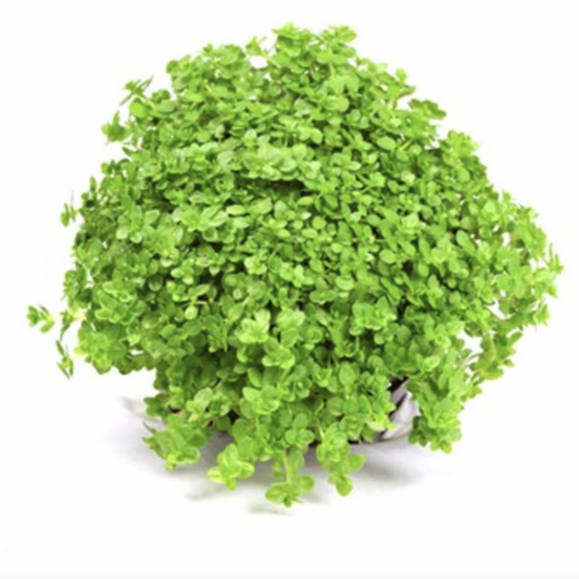 HC 'Cuba' - Tissue Culture (Hemianthus callitrichoides)