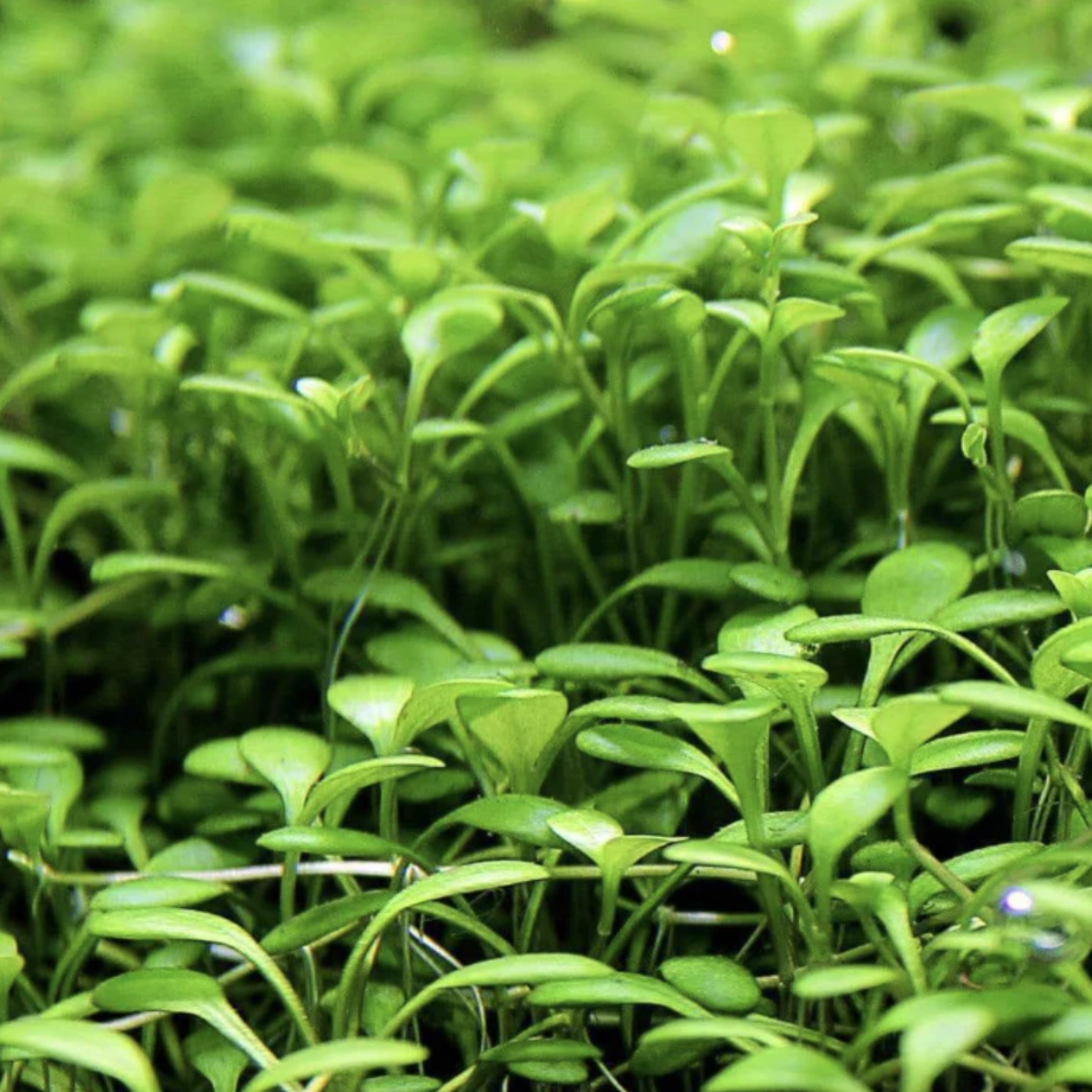 Glossostigma - Tissue Culture (Glossostigma elatinoides)