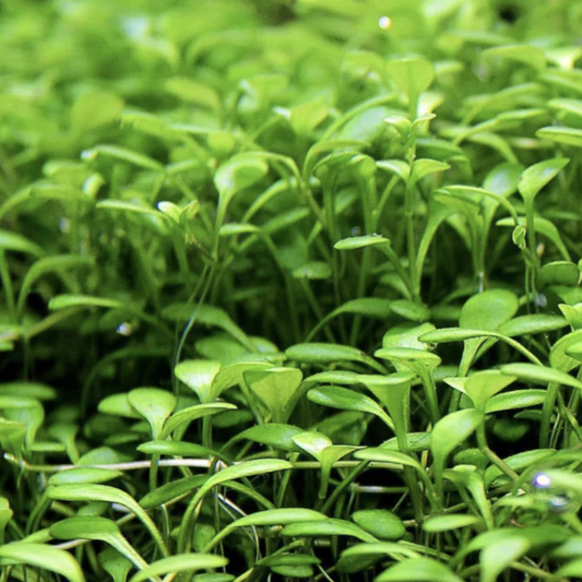 Glossostigma - Tissue Culture (Glossostigma elatinoides)