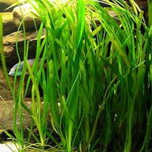 Giant Jungle Vallisneria (Single Plant)