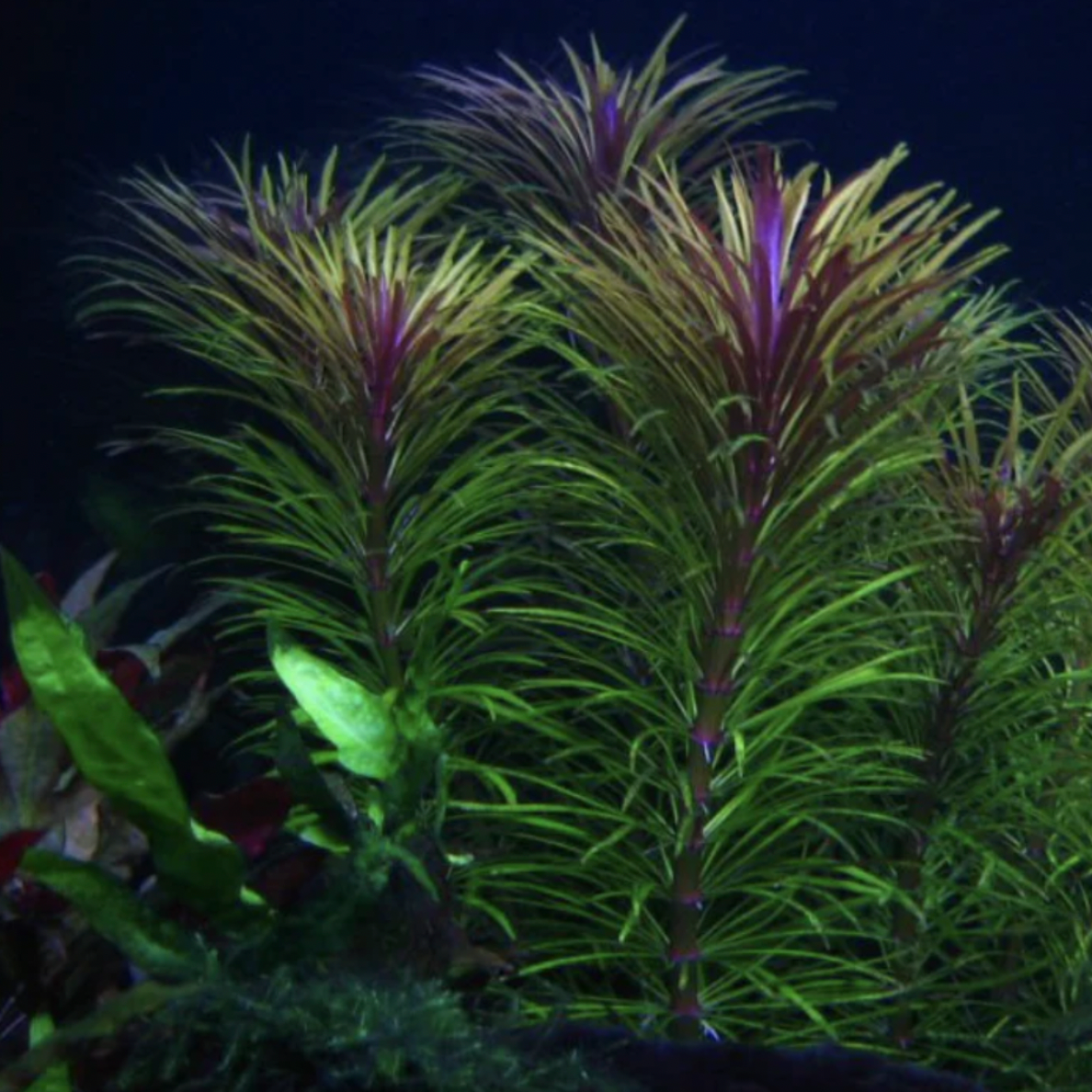 Eustralis Stellata (Bunch)