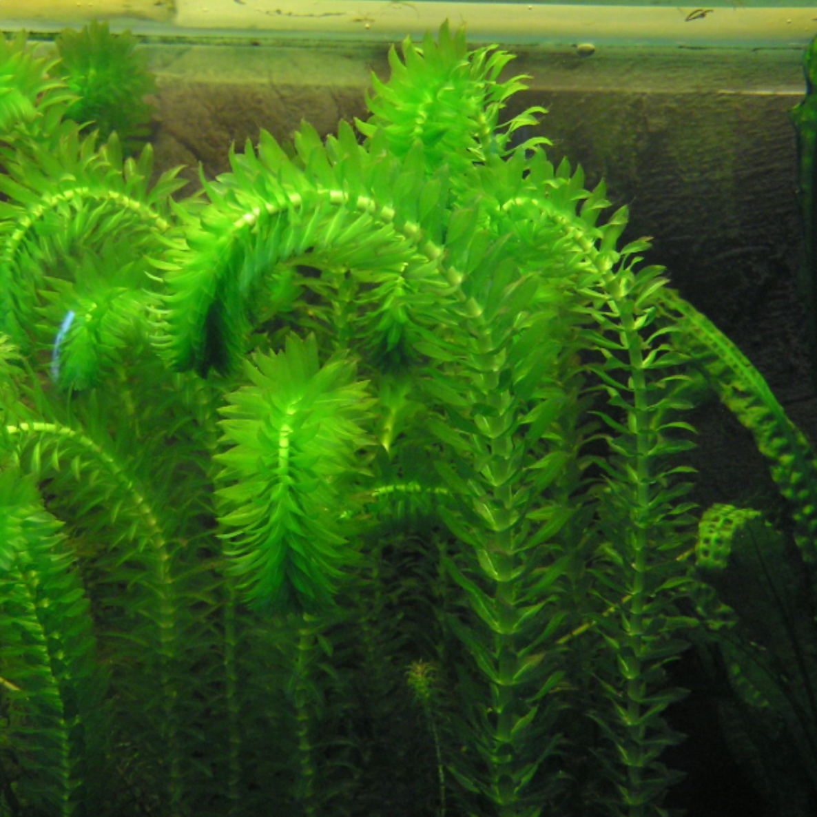 Elodea  (Bunch)
