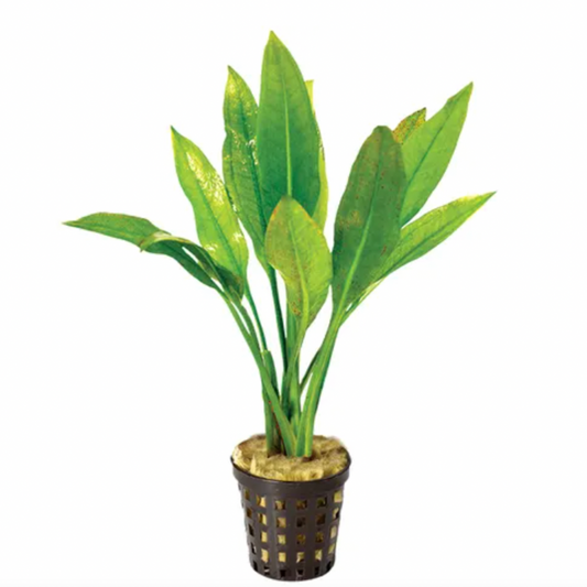 Echinodorus amazonica 'Amazon sword'