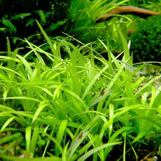 Echinodorus Tenellus Narrow - Tissue Culture (Ech. tenellus)