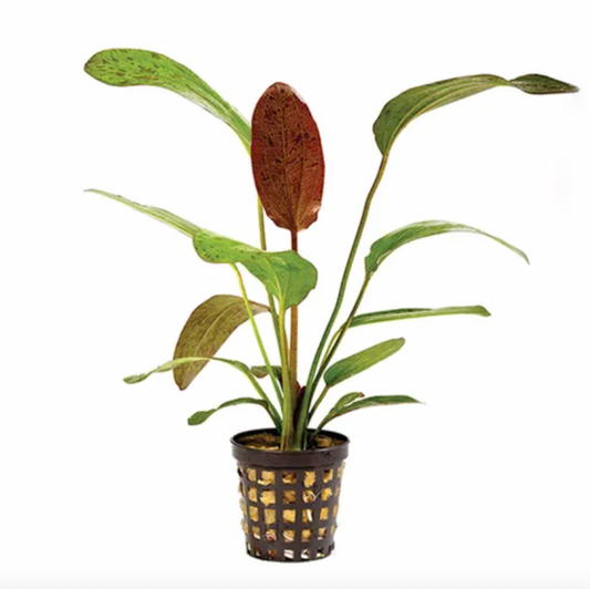 Echinodorus Ozelot Red