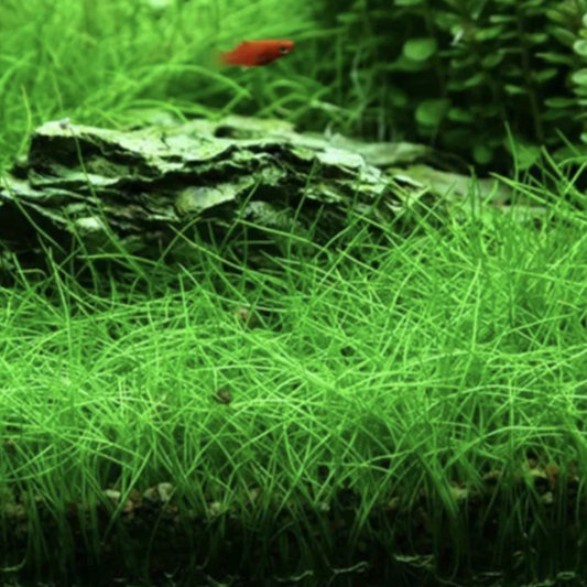 Dwarf Hairgrass - Tissue Culture (Eleocharis Acicularis)