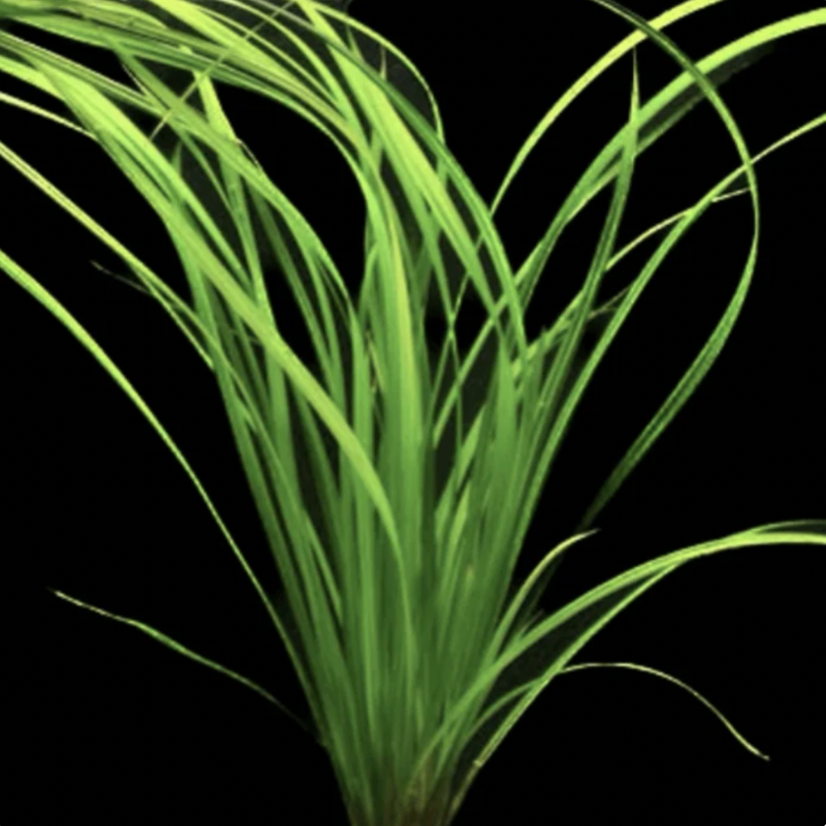 Cypress Helferi (Single Plant)