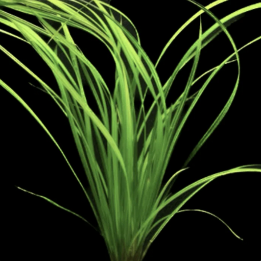 Cypress Helferi (Single Plant)