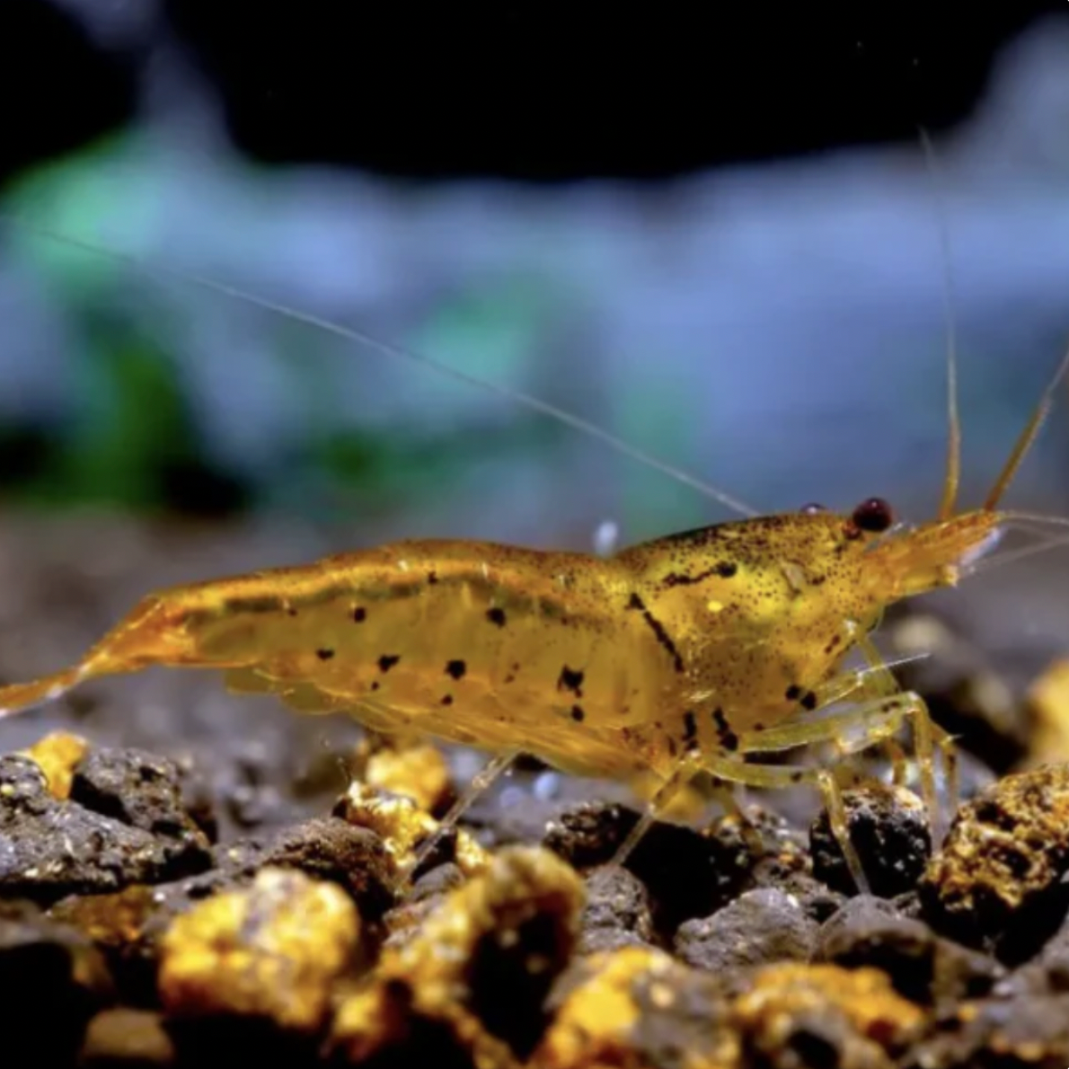 Shrimp - Tangerine Tiger (Caridina serrata)