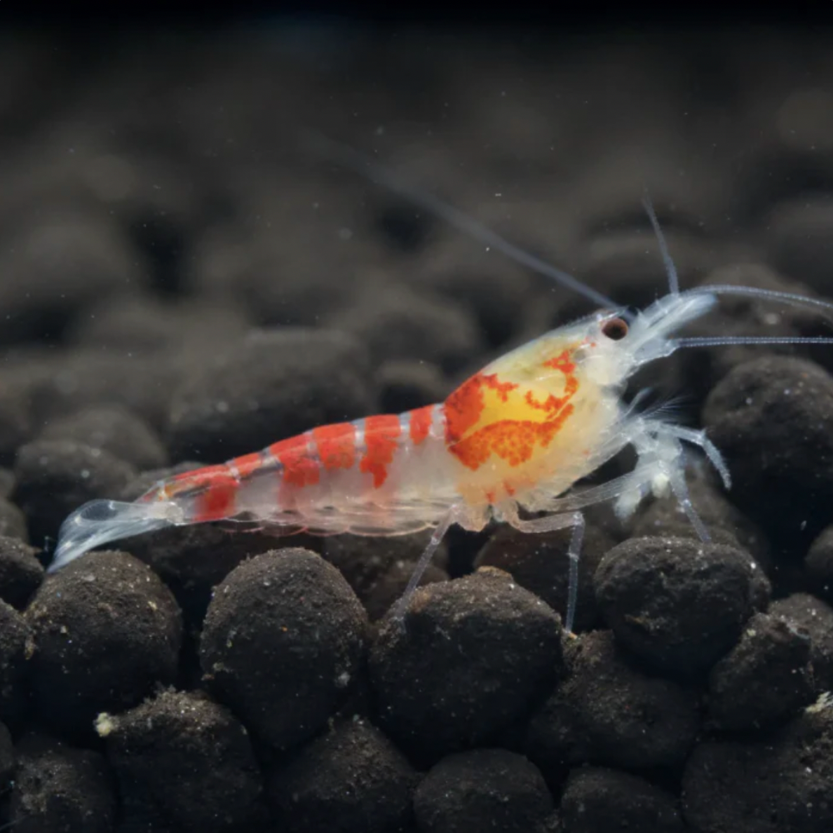 Shrimp - Red Calceo (Caridina sp. 'Red Calceo')