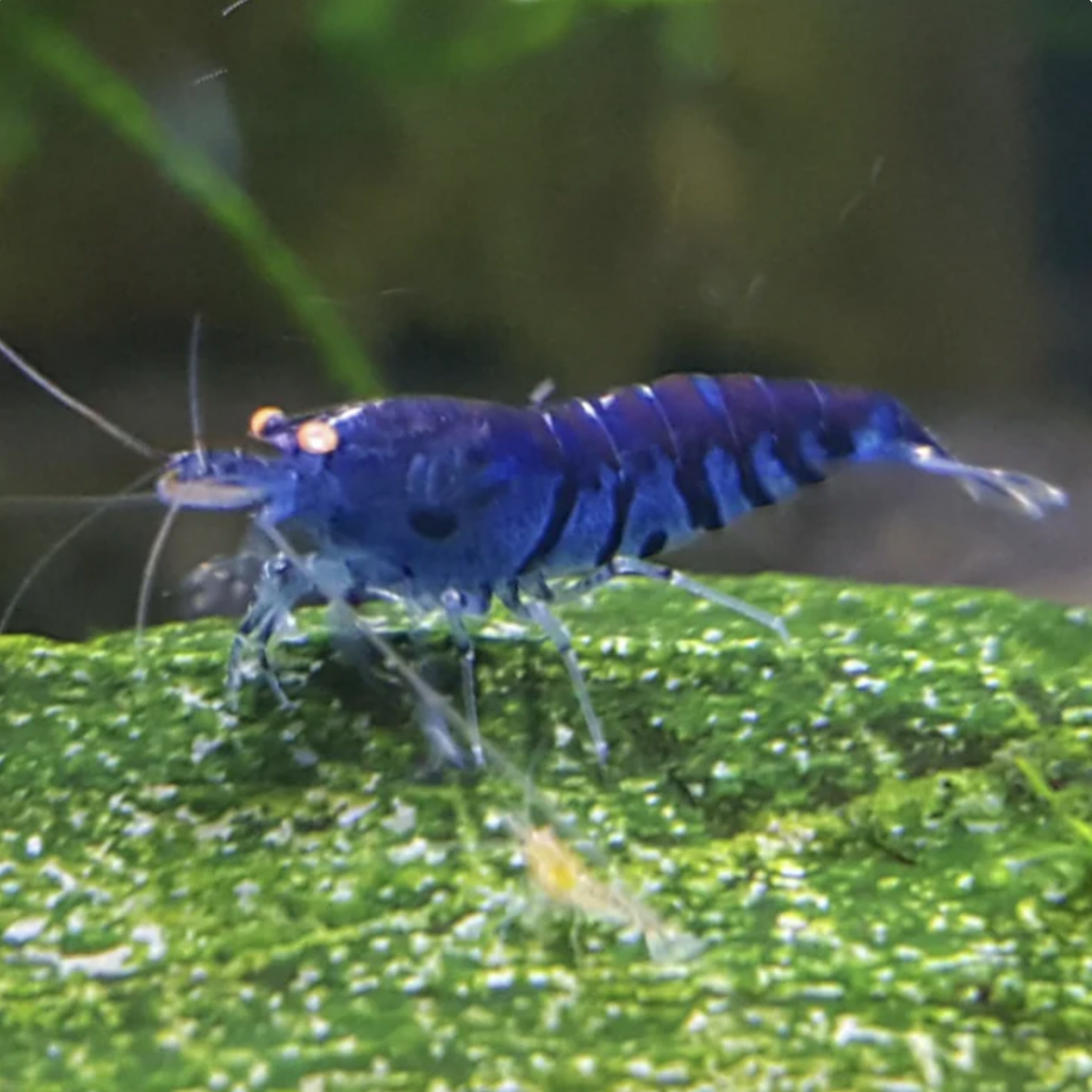 Shrimp - Orange-Eye Blue Tiger (Caridina mariae)