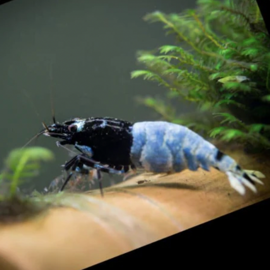 Shrimp - Mosura Blue Bolt (Caridina sp. 'Mosura Blue Bolt')