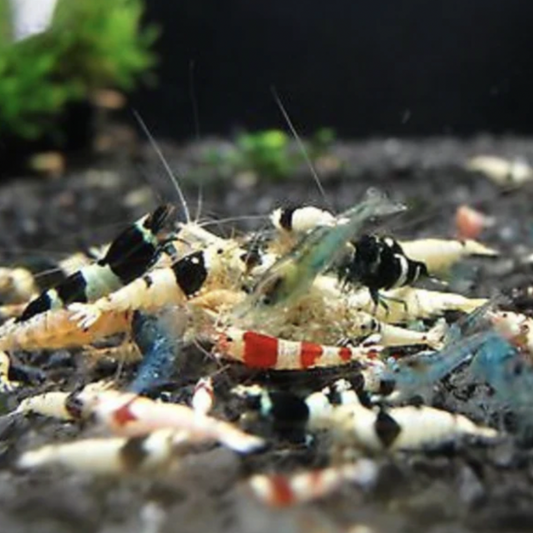 Shrimp - Mixed Mischling (Caridina sp. 'Mixed Mischling')