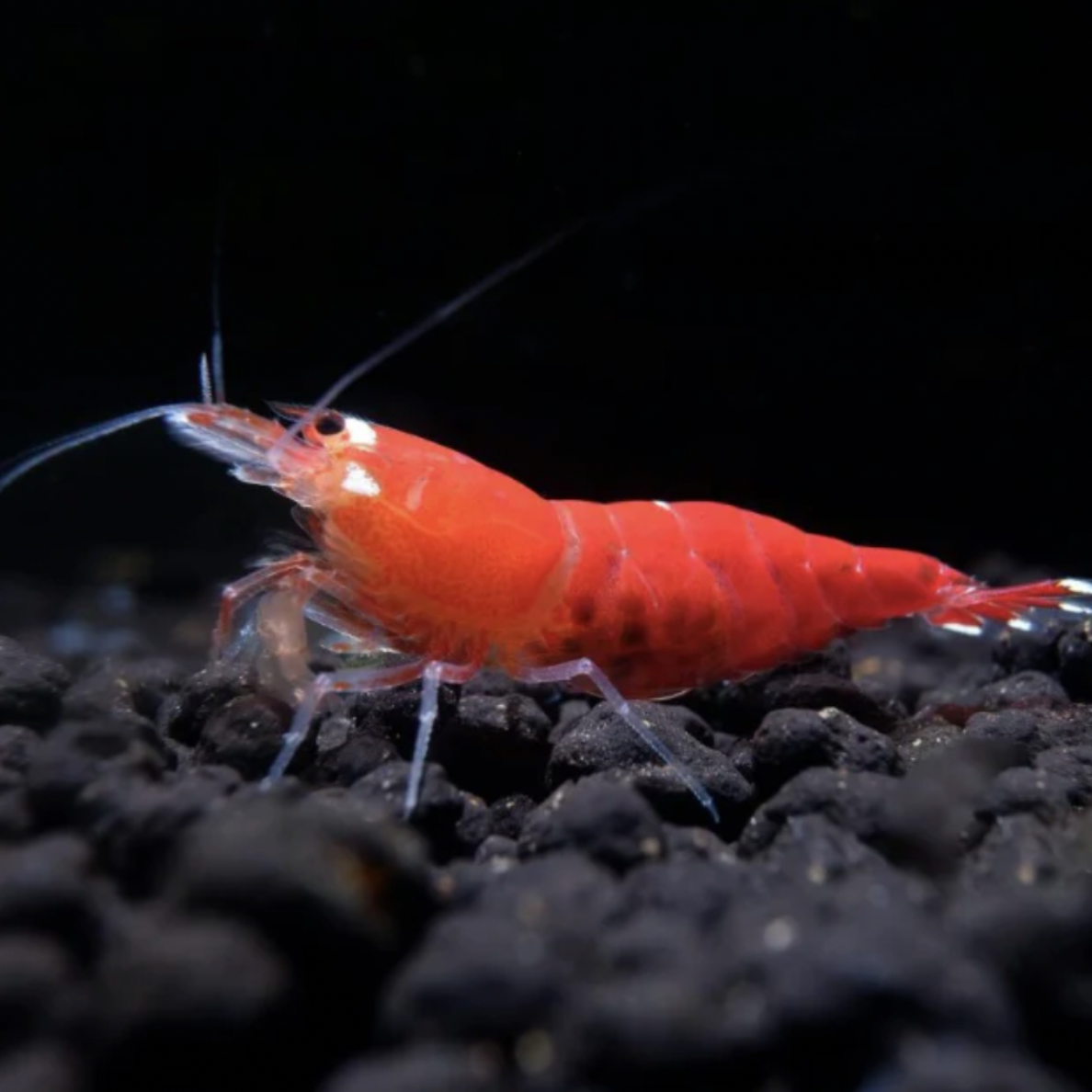 Shrimp - Crystal Super Red (Caridina sp. 'Crystal Super Red')