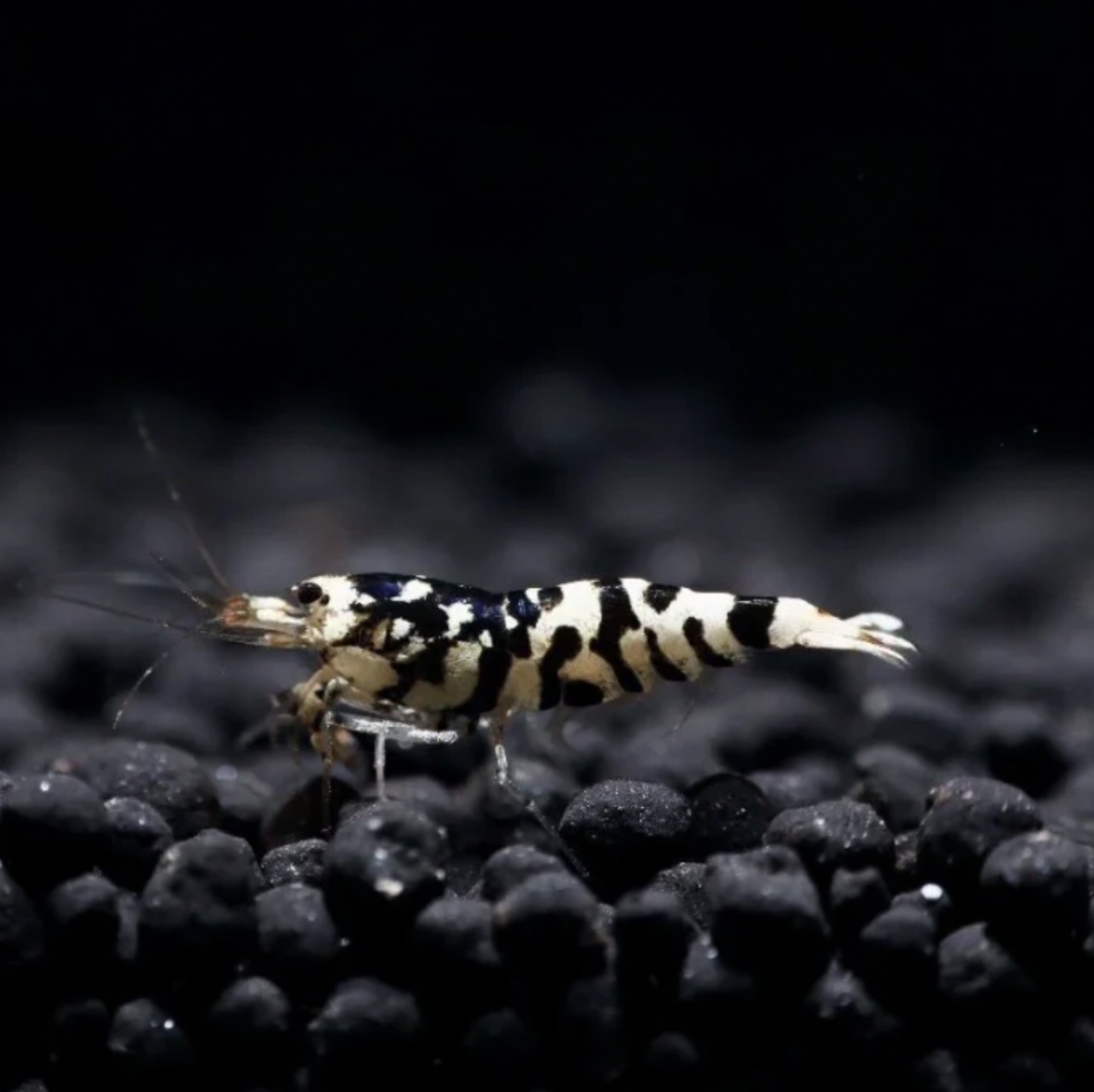 Shrimp - Fancy Black Tiger (Caridina sp. 'Fancy Black Tiger')