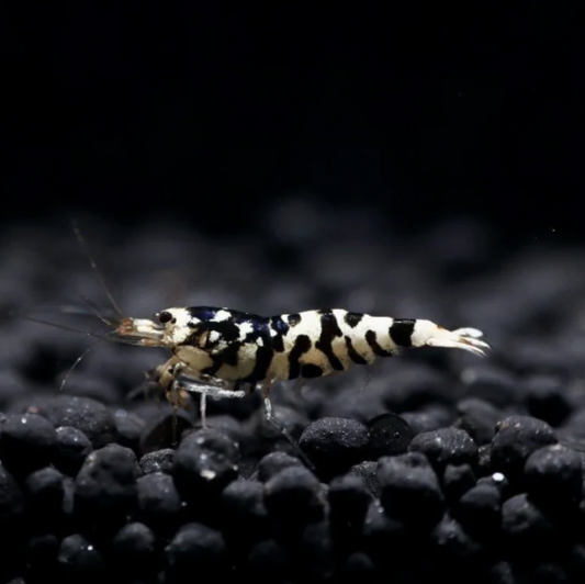 Shrimp - Fancy Black Tiger (Caridina sp. 'Fancy Black Tiger')