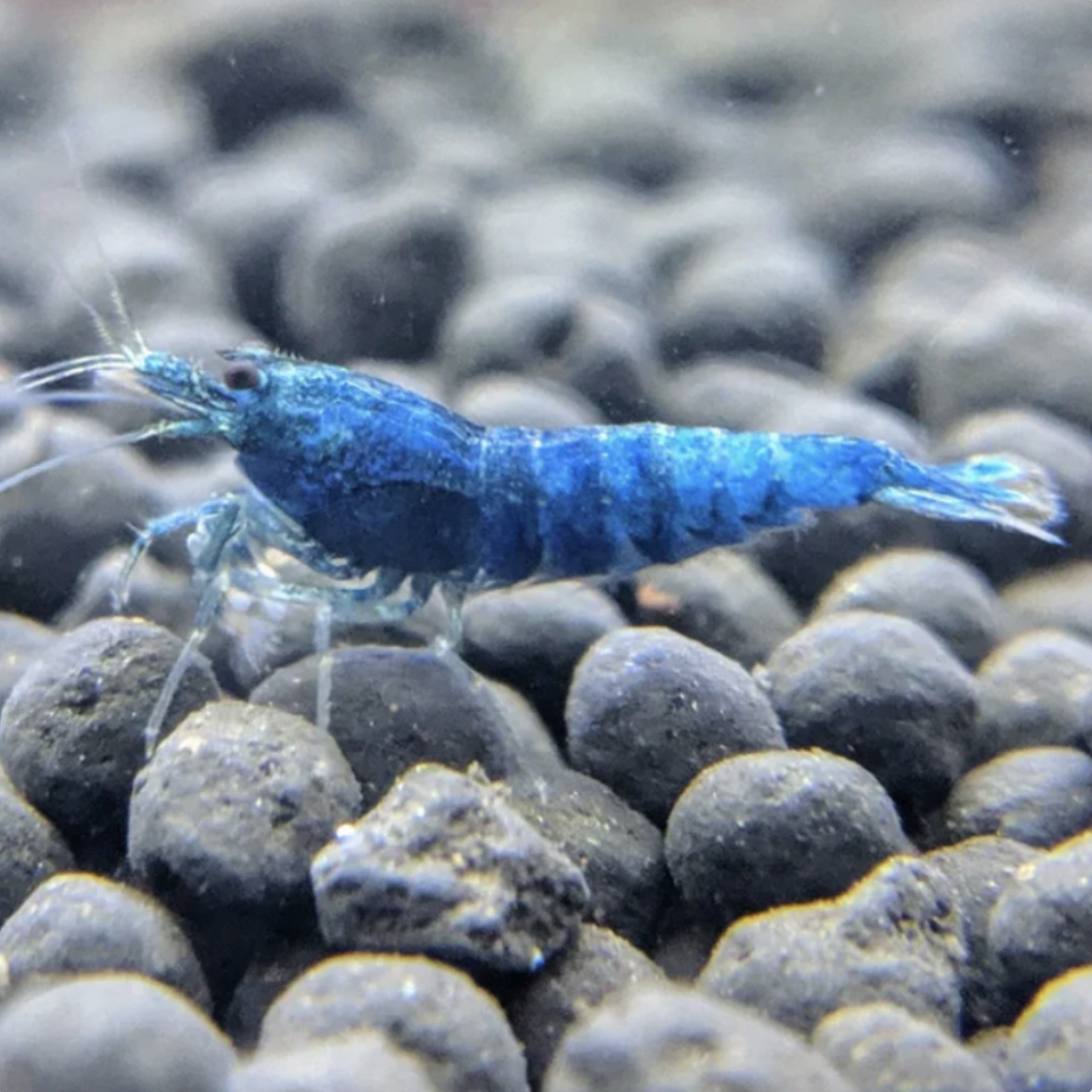 Shrimp - Blue Bolt (Caridina sp. 'Blue Bolt')