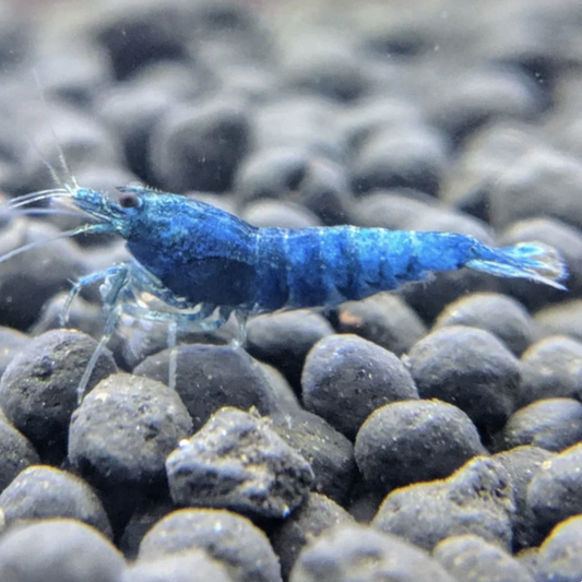 Shrimp - Blue Bolt (Caridina sp. 'Blue Bolt')