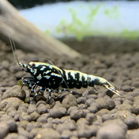 Shrimp - Black Galaxy Pinto (Caridina sp. 'Black Galaxy Pinto')