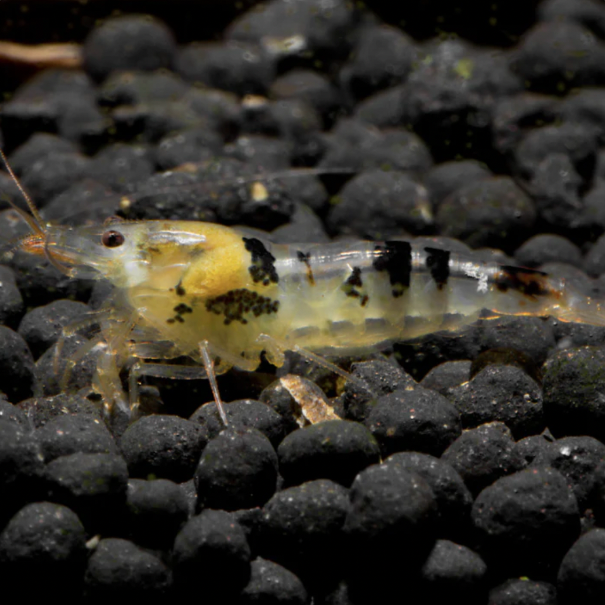 Shrimp - Black Calceo (Caridina sp. 'Black Calceo')