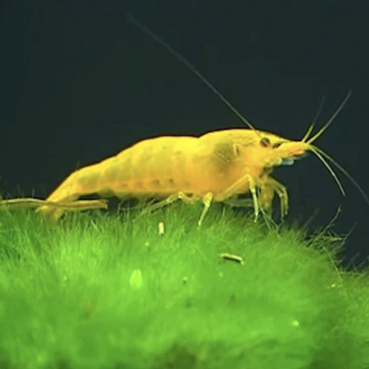 Shrimp - Yellow Cherry (Neocaridina davidi)