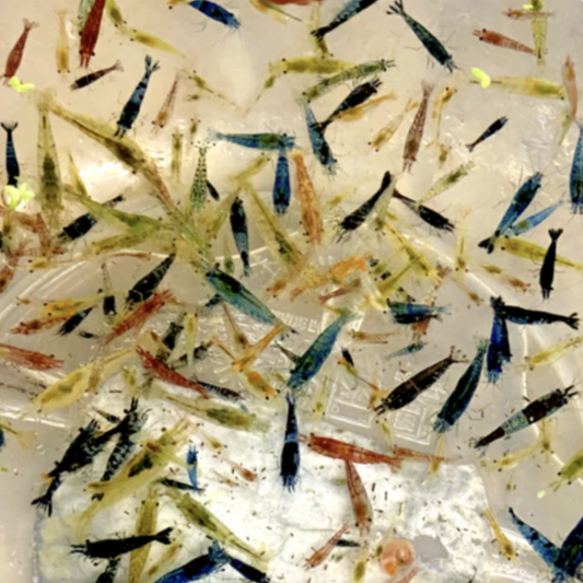 Shrimp - Skittles Mixed Cherry (Neocaridina davidi)
