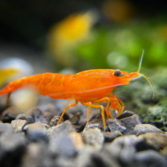 Shrimp - Pumpkin Cherry (Neocaridina Davidi)