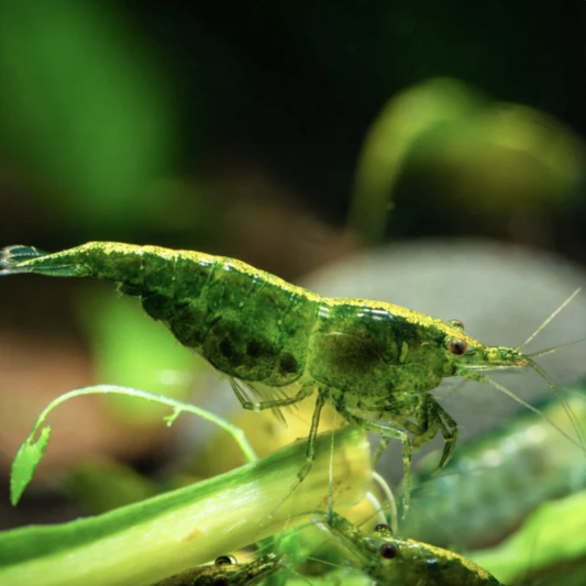 Shrimp - Green Jade Cherry (Neocaridina davidi)