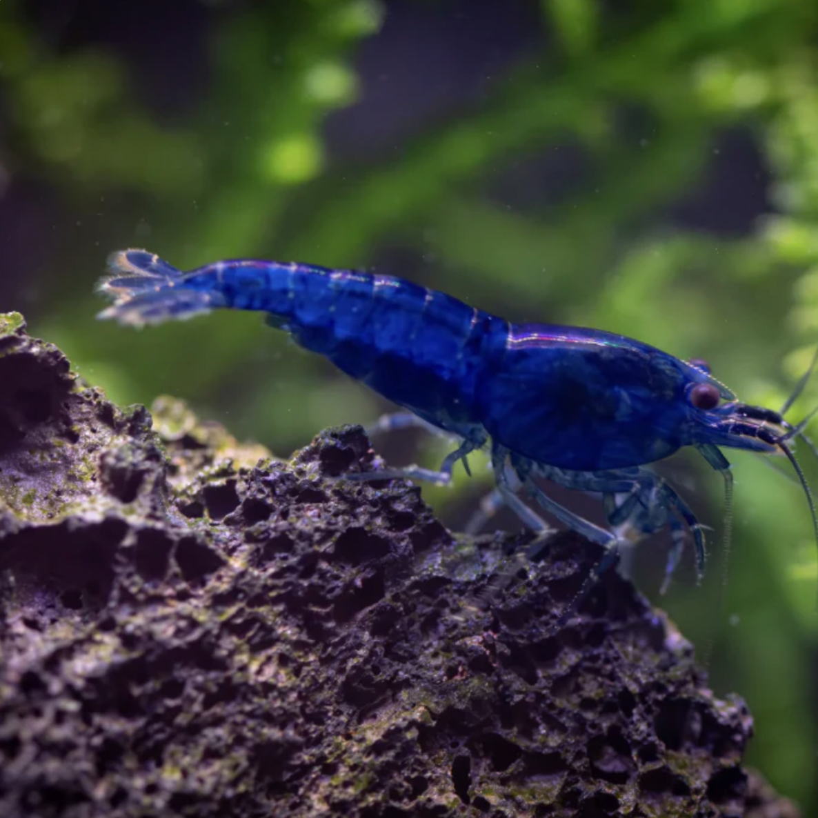 Shrimp - Blue Cherry (Neocaridina davidi)