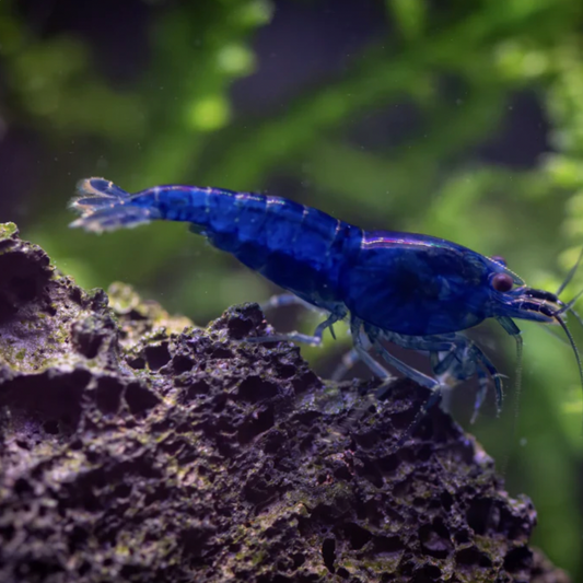Shrimp - Blue Cherry (Neocaridina davidi)