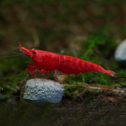 Shrimp - Bloody Mary Cherry (Neocaridina davidi)
