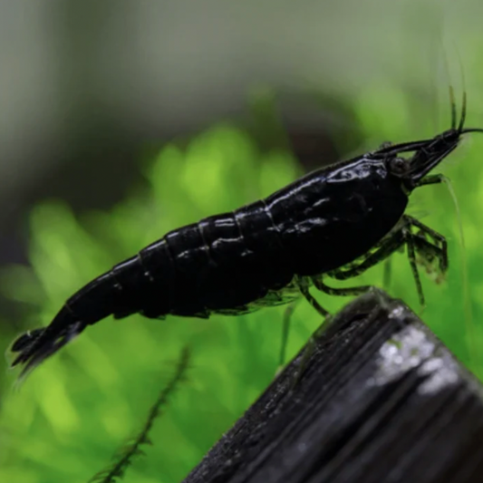 Shrimp - Black Cherry (Neocaridina davidi)