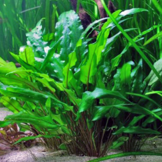 Cryptocoryne Lucens - Tissue Culture (Crypt lucens)