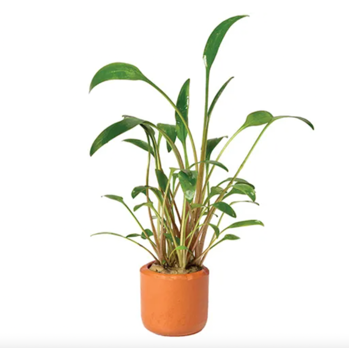 Crypt. Wendtii Tall