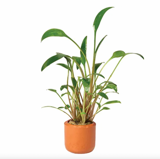 Crypt. Wendtii Tall
