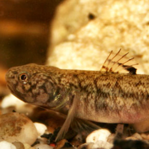 Goby - Mangrove (Mugilogobius platynotus)