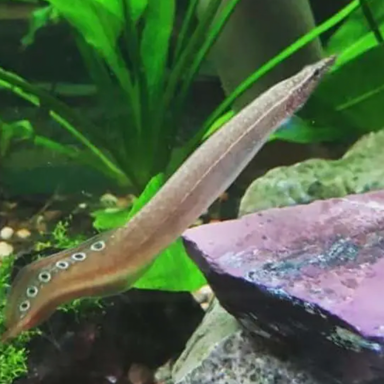 Eel - Spotted Spiny (Macrognathus siamensis)