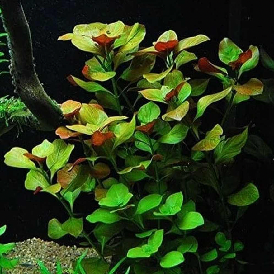 Ludwigia repens (Bunch)