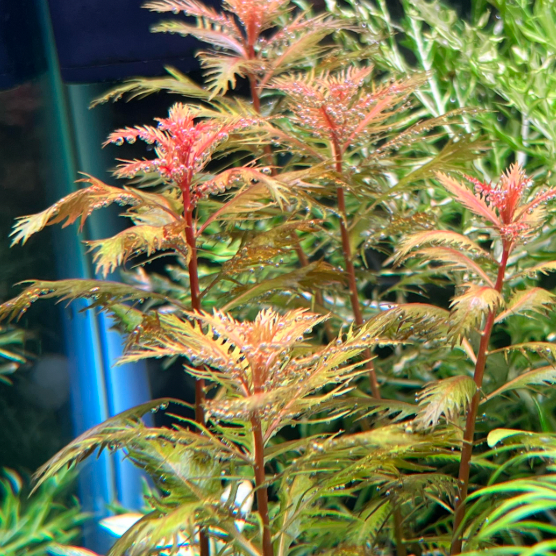 Proserpinaca palustris (Bunch)