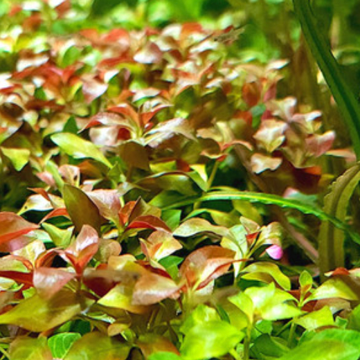 Ludwigia Natans (Bunch)