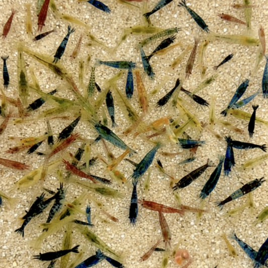 Colourful variety of cherry shrimp