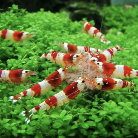 Red and white Crystal Red Shrimp on lush green carpeting plants