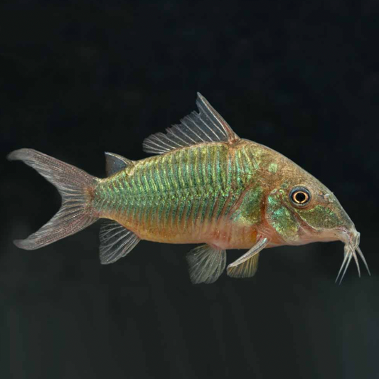 Emerald Corydora with glowing green colour on dark background.