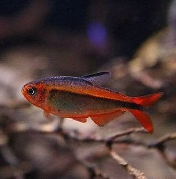 Colorful fire ant tetra swimming in an aquarium with a blurred background