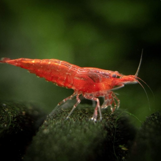 Red cherry shrimp grazing algae on rock.