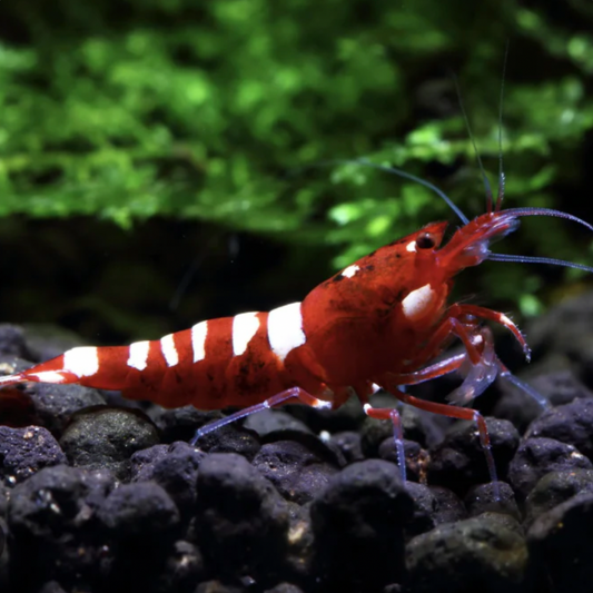 glowing Red pinto shrimp with pearl white markings.