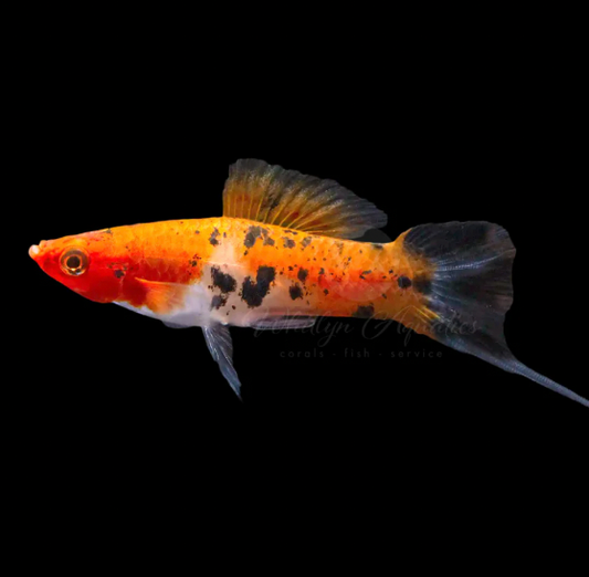 A sanke koi swordtail featuring a vibrant orange and white body with distinct black spots, set against a solid black background.