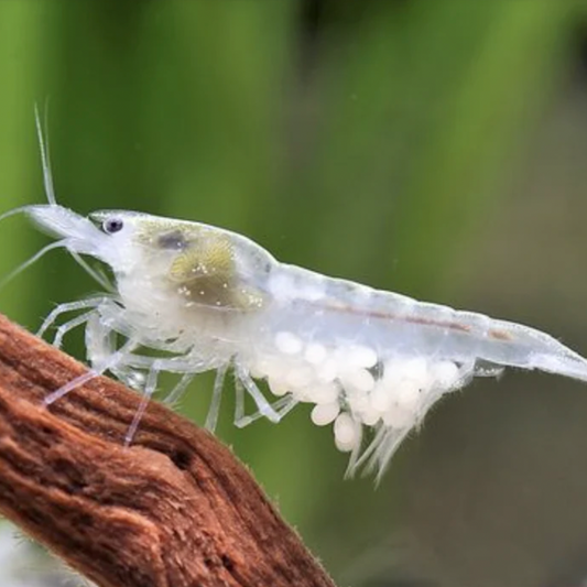 Snowball cherry shrimp with eggs